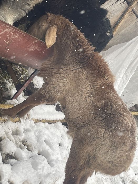 Arashan zotdor qòchqorlari