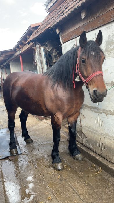 Iapa 6 pe 7 ani cumintenie maxima