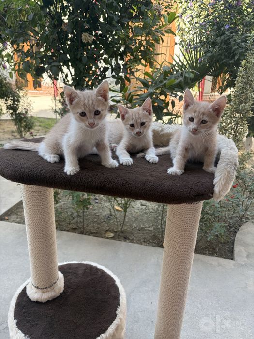 Котёнок.