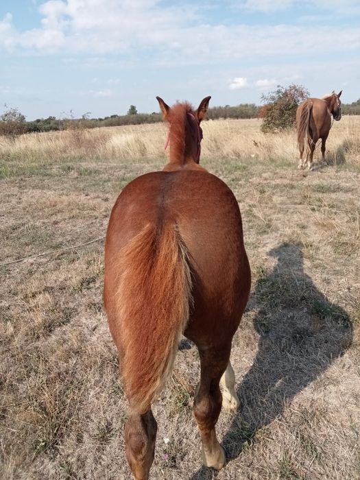 Mânz de vânzare de