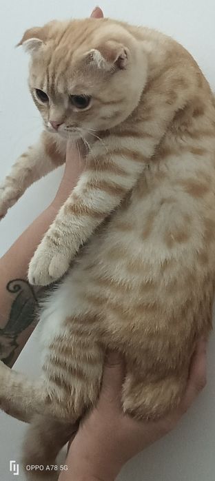 Продам.       кота