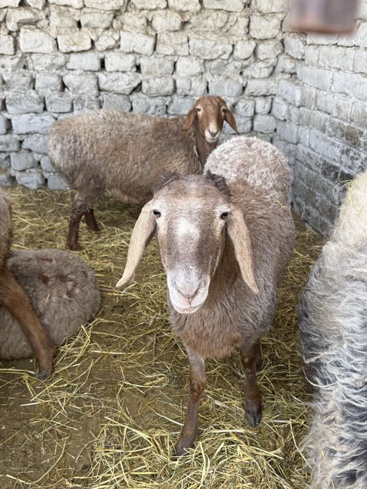 Quy Arishion Srochna 4 ta