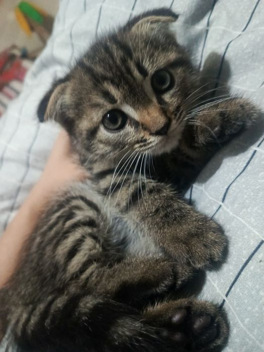 Котята скоттиш фолд