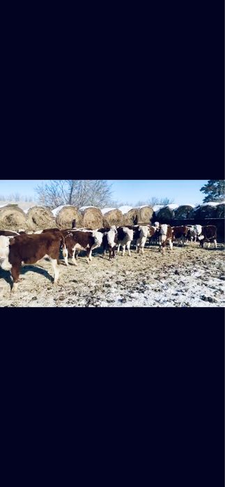 Продам Телок Казахско белоголовых