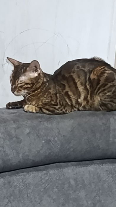 Бенгальская золотистая кошка