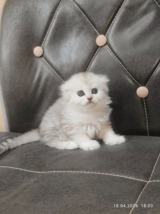 продам котят обе девочки скоттиш фолд окраса серебристая шиншилла