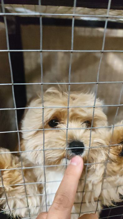 Продается мальтипу ф1 девочка