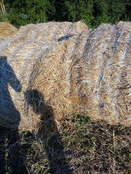 Vând baloți de paie  de grâu