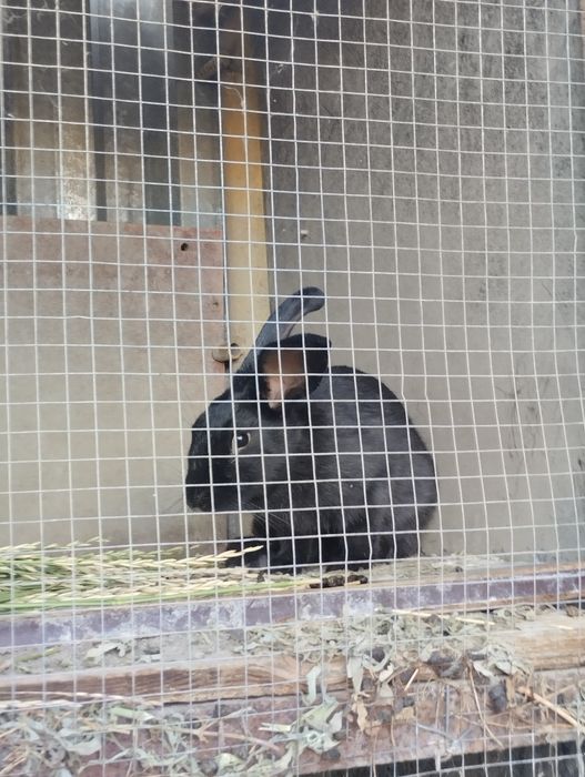 Кролик қояндар с