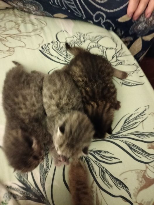Вязка .за котенка.