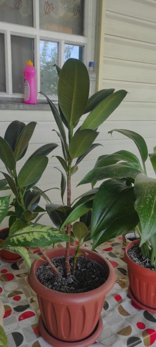 цветы, цена договорная