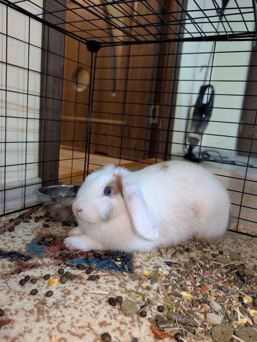 Vând iepuri mini lop (berbec pitic)