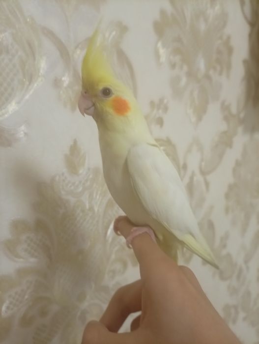 Ручная корелла лютино