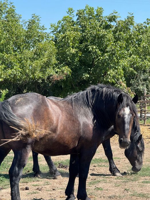2 Armăsari de vânzare