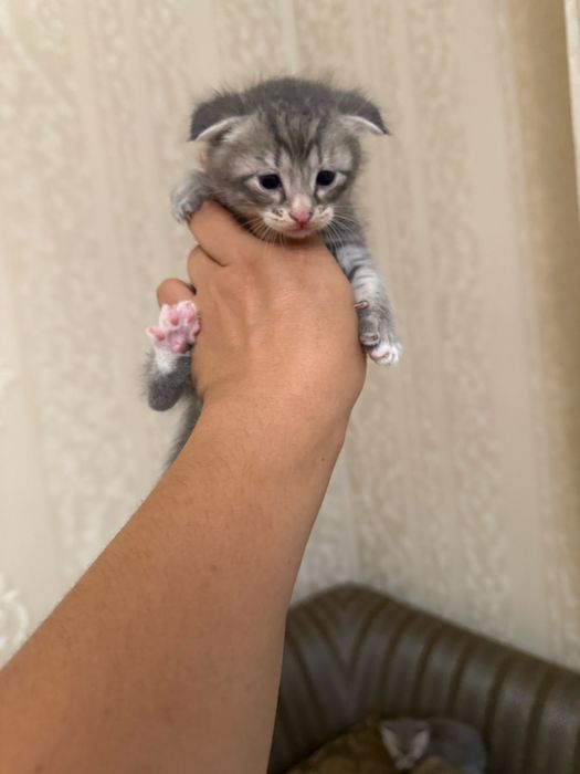 Вислоухие котята