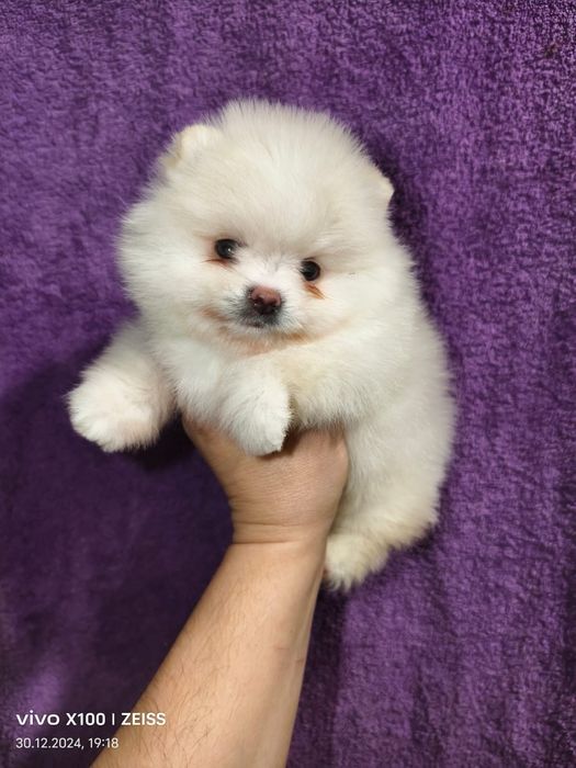 Померашки ,каспий рассрочка