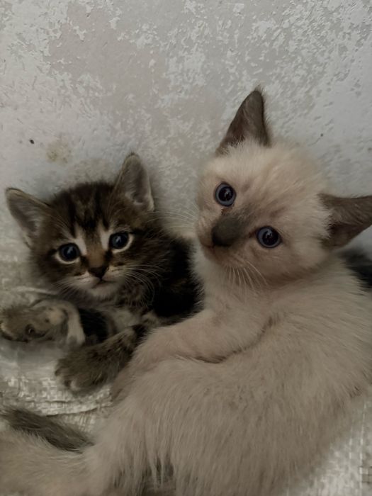 Котенки мальчик и девочка