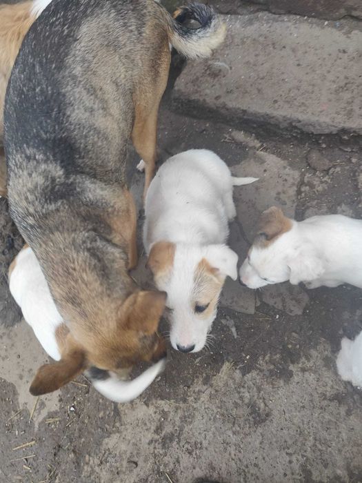 Donez cățelușe  metișe