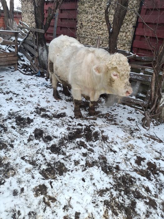 Vand taur reproductie