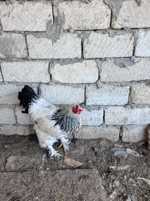 әтеш Брама 2 ы бар