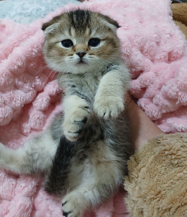 Продаю котёнка девачка мальчик