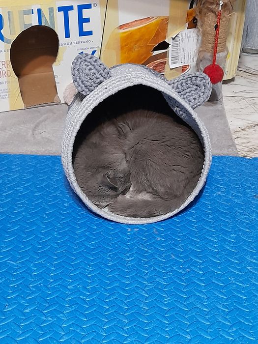 Къщи и фотьойл за котка и куче нови