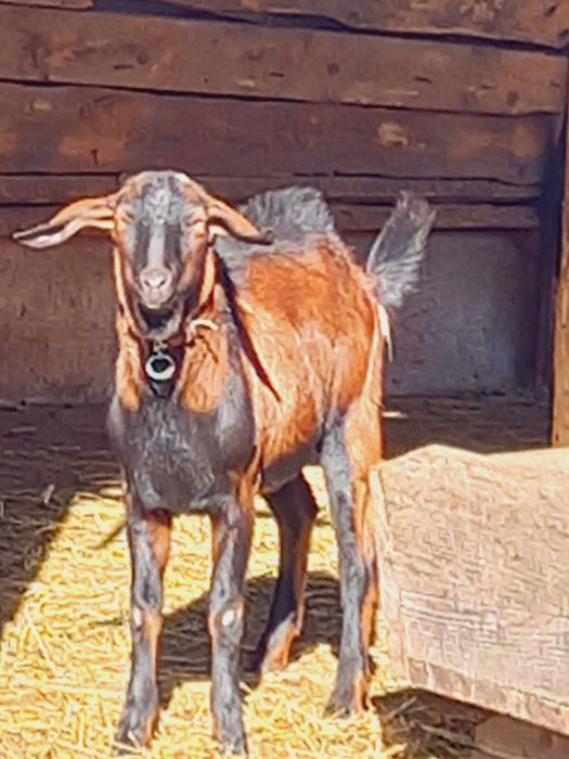 De vânzare țap alpin francez