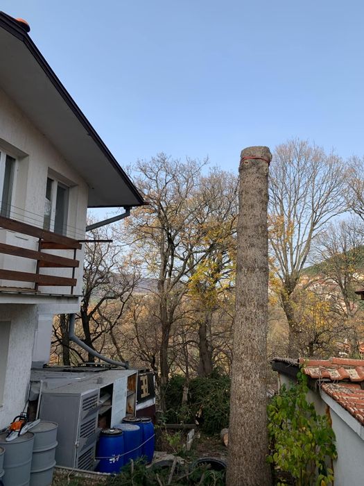 Рязане на опасни дървета арбористи алпинисти кастрене премахване