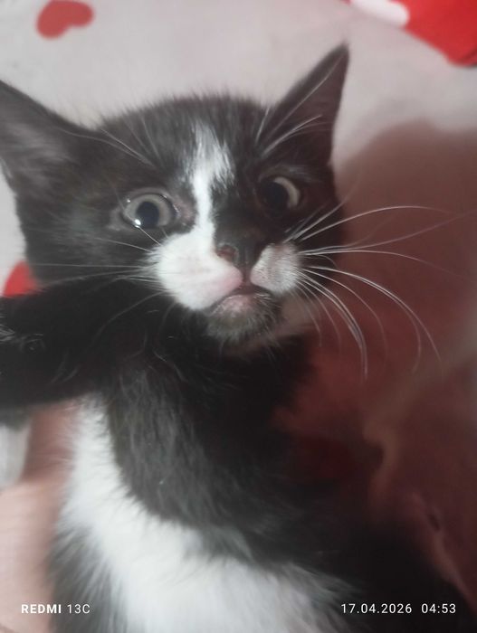 Отдам милашных котят