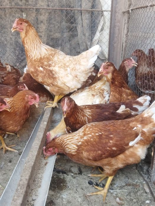 Продам куры домашние