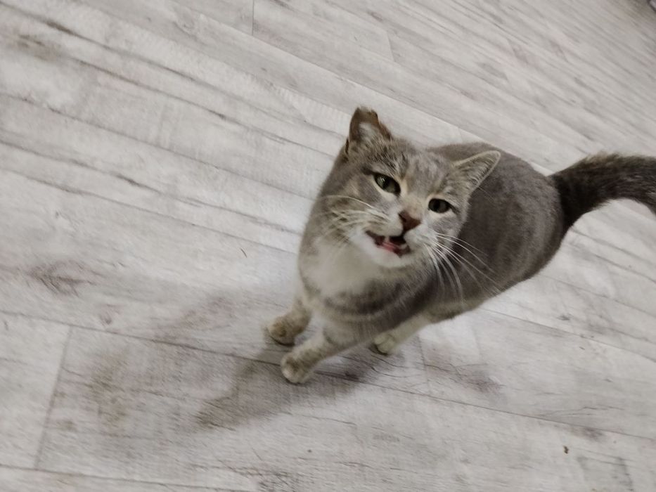 Кошка домашняя, послушная