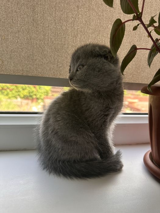 Продам породистых котят
