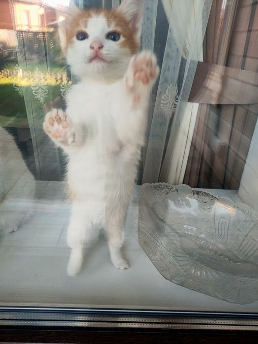 Отдам котенка девочка