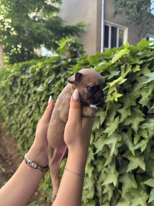 Френски булдог.