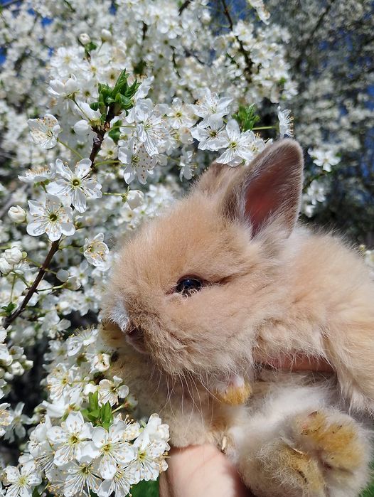 Vând pui iepure cap de leu