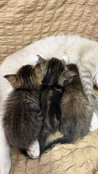 Отдаем котят в хорошие руки