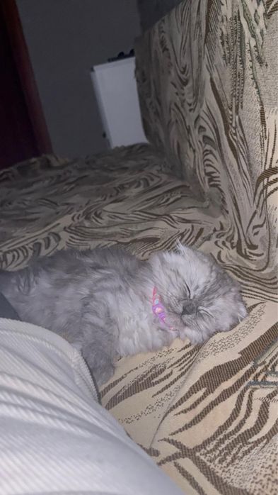 Продам маленького котенка