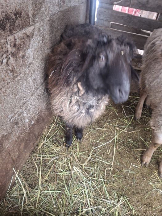 Продам тохтушек  кошкары