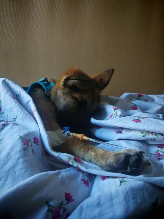 Пропала собака щенок