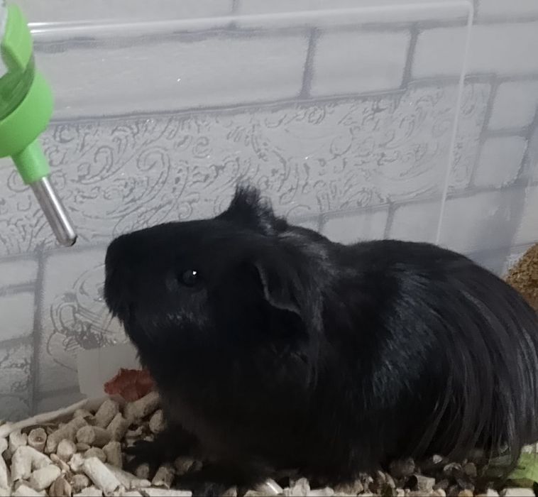 Морская свинка черная