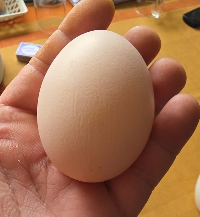 Ouă pentru incubator – Australorp original