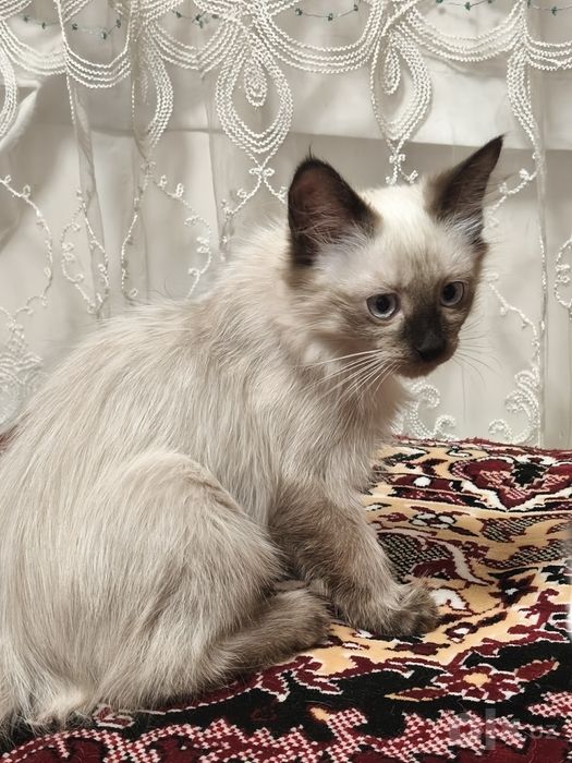 Отдам  котят в добрые руки