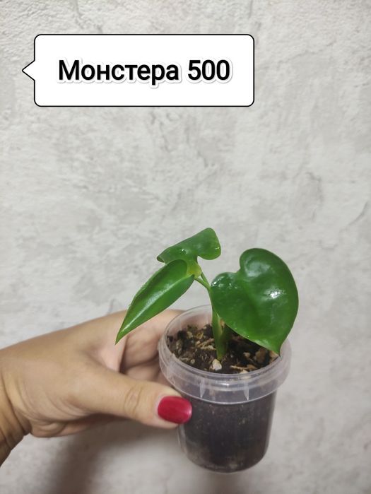 Черенки комнатных растений