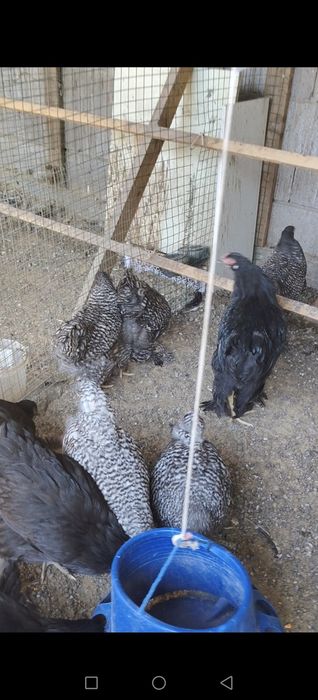 Продам Брамы Цыплята.