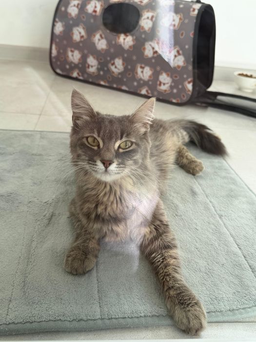 Отдам котенка в добрые руки