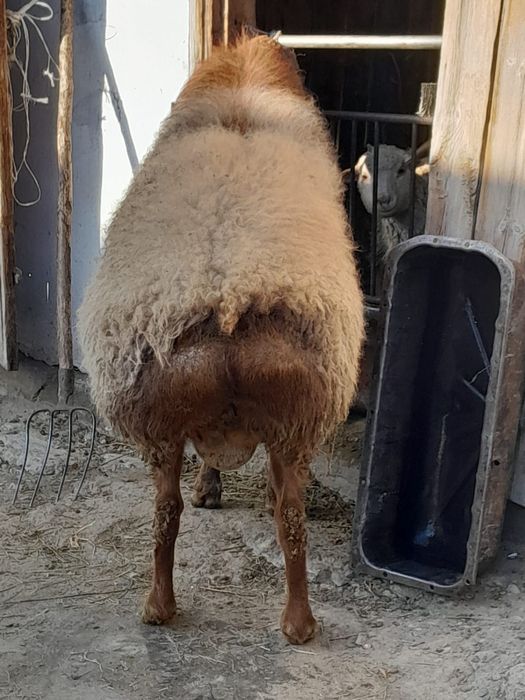 Продам  барана кошкар