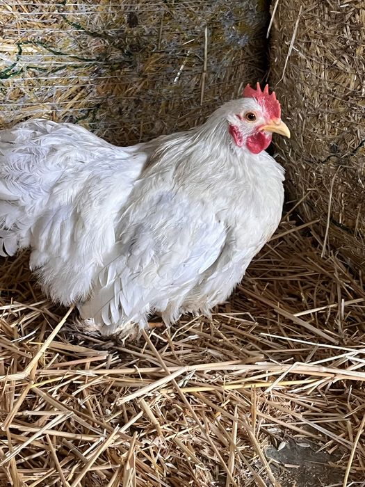 Продавам две петлета  мини кохин