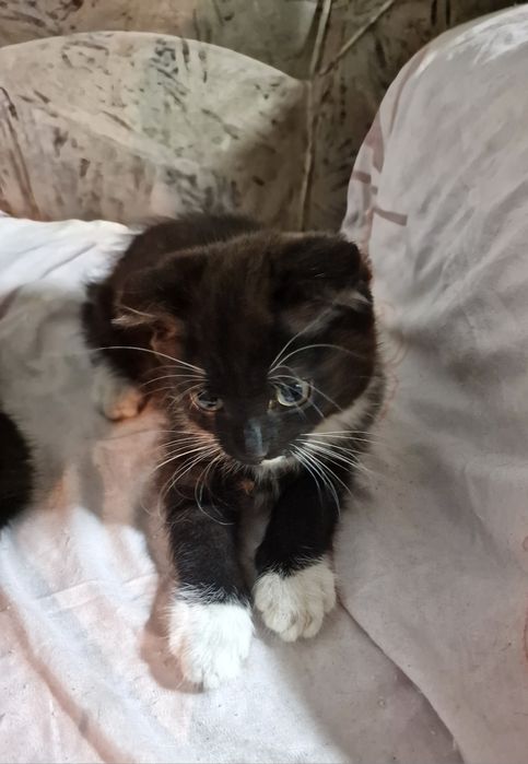 Котёнок ищет дом