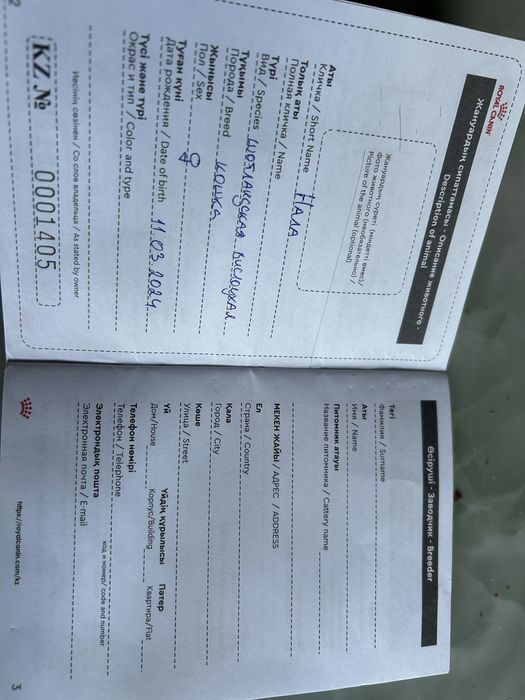 Продам кошечку Шотланская вислаухая