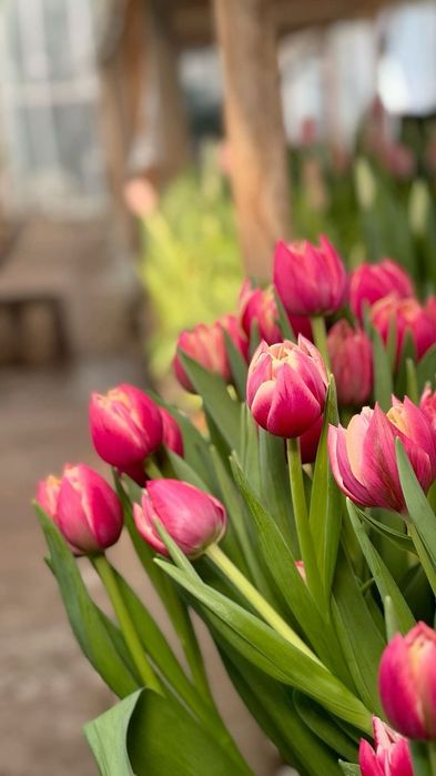 Тюльпаны оптом и в розницу